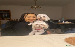 Maltese dogs for sale: KC Reg Korean Maltese girls - Image 6