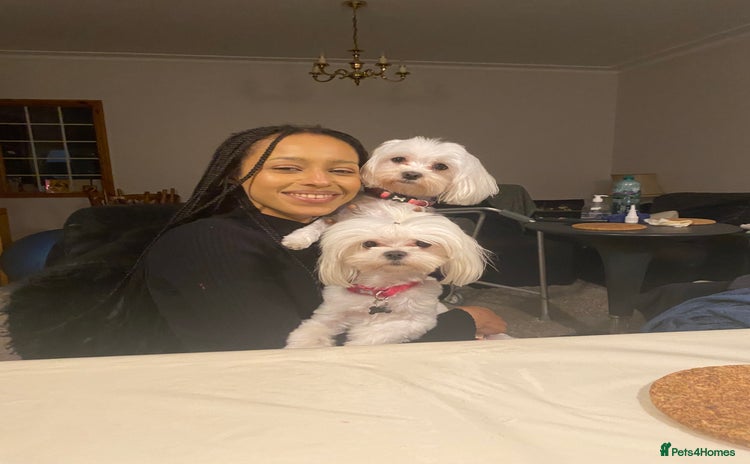 Maltese dogs - Advert 1