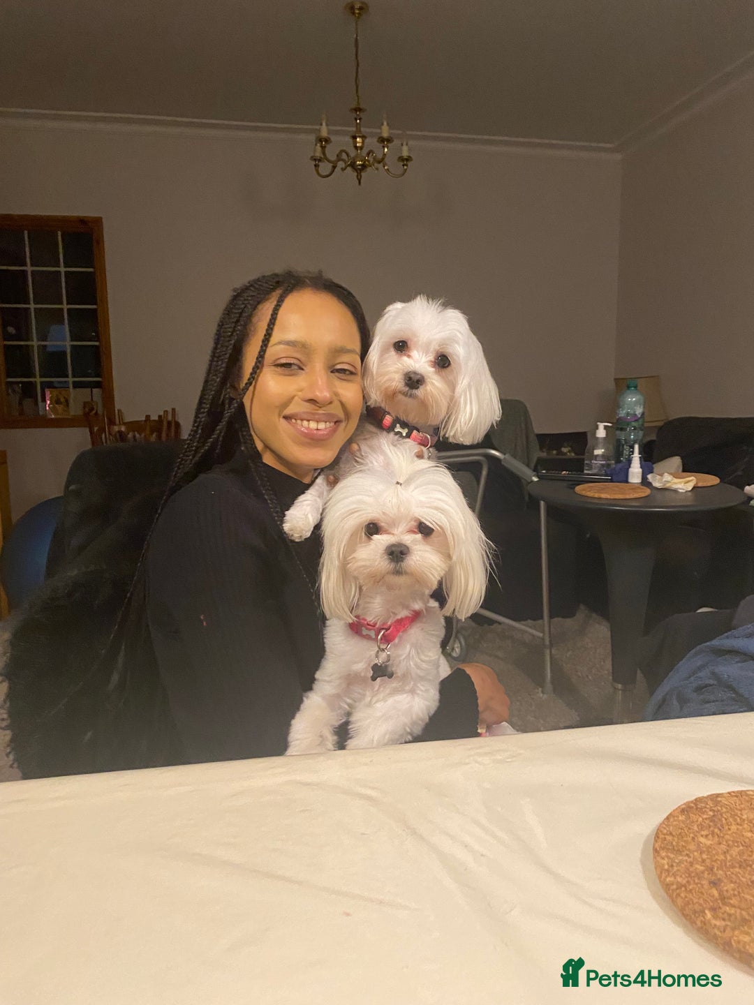 Maltese dogs for sale: KC Reg Korean Maltese girls - Image 6