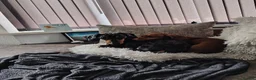 Miniature Dachshund dogs for sale: Male and female miniature dachshund  in Bedworth - Advert 6