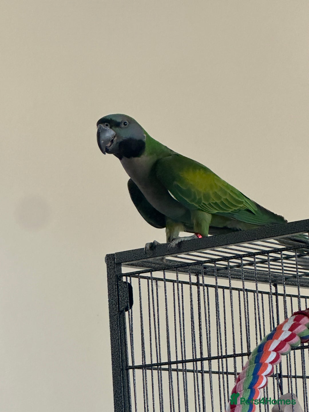 Parakeets birds for sale: Derby parrot - Image 3