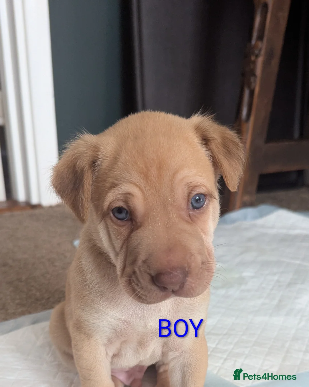 Mixed Breed dogs for sale: German shepherd cross spaniel/staff - Advert 2