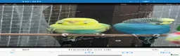 Budgerigars birds for sale: Budgies - Advert 4