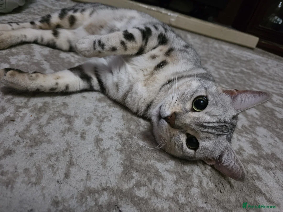 Bengal cats for sale: Bengal male - Advert 3