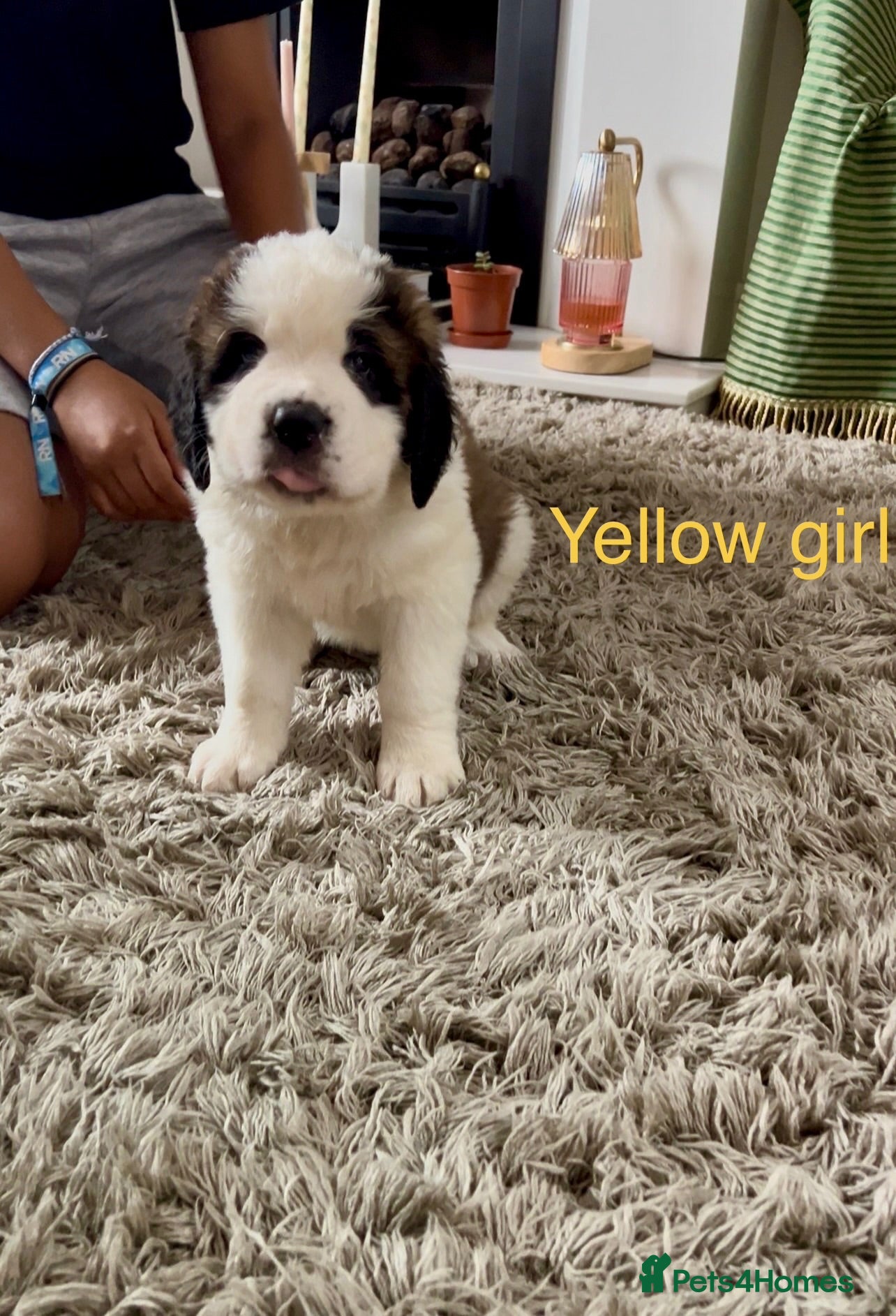 Saint Bernard dogs Perfect Show Quality KC registered Puppies - Advert 1