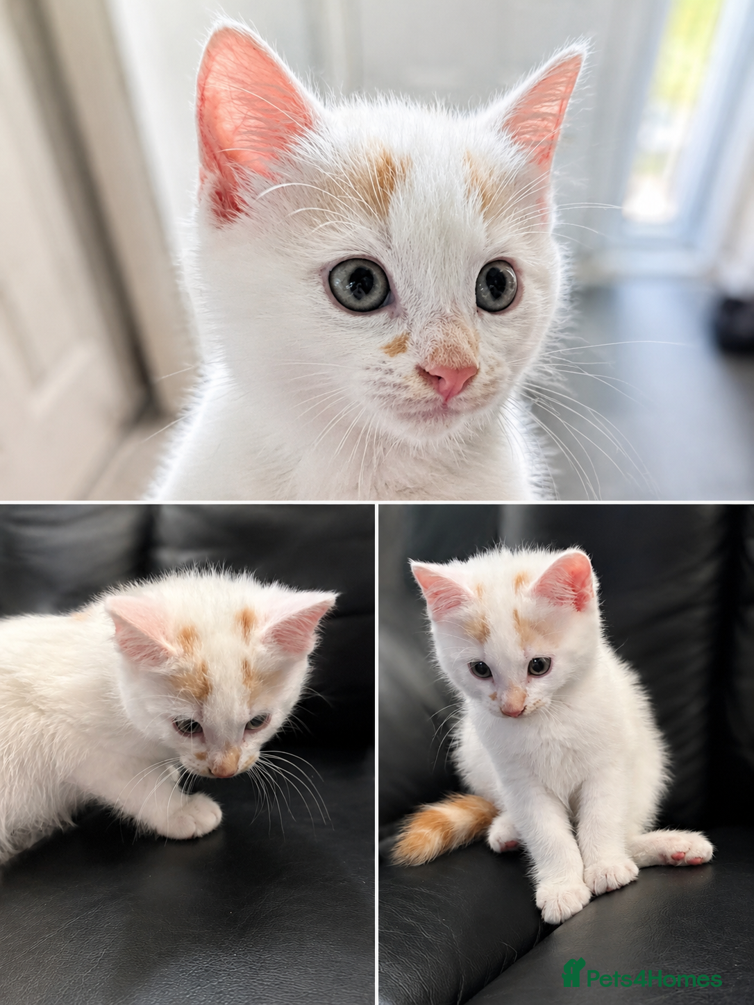 Mixed Breed cats Pearl - Stunning Blue-Eyed Kitten – Child & Dog + - Advert 1