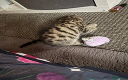 Bengal cats for sale: Bengal Cross and Blue Long haired boy - Image 3
