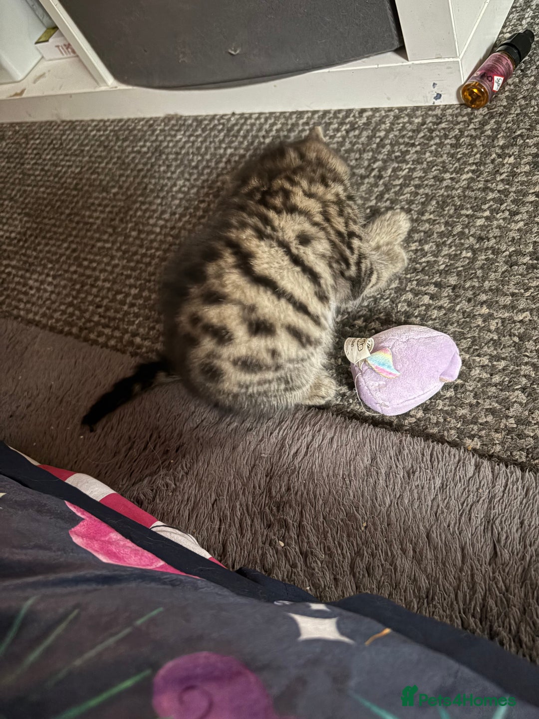 Bengal cats for sale: Bengal Cross and Blue Long haired boy - Image 3