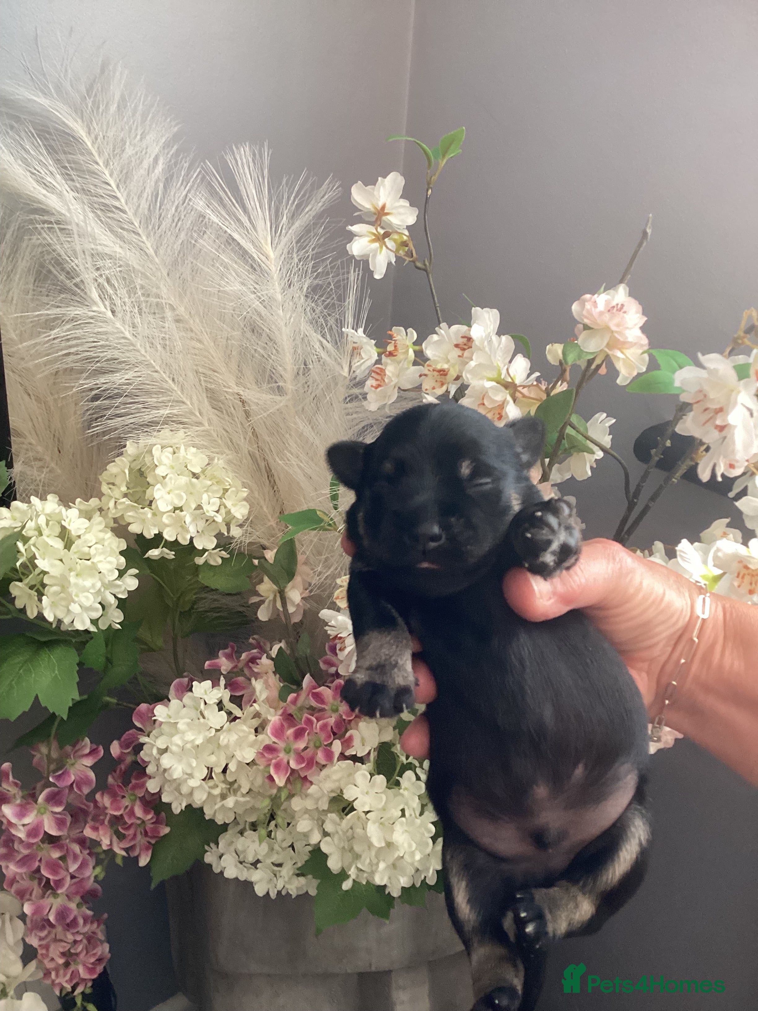 Miniature Schnauzer dogs Council licensed 5* Mini Schnauzer Breeders - Advert 2