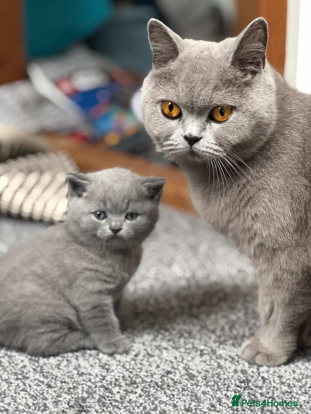 British Shorthair cats for sale: British short hair BOY.  - Advert 6