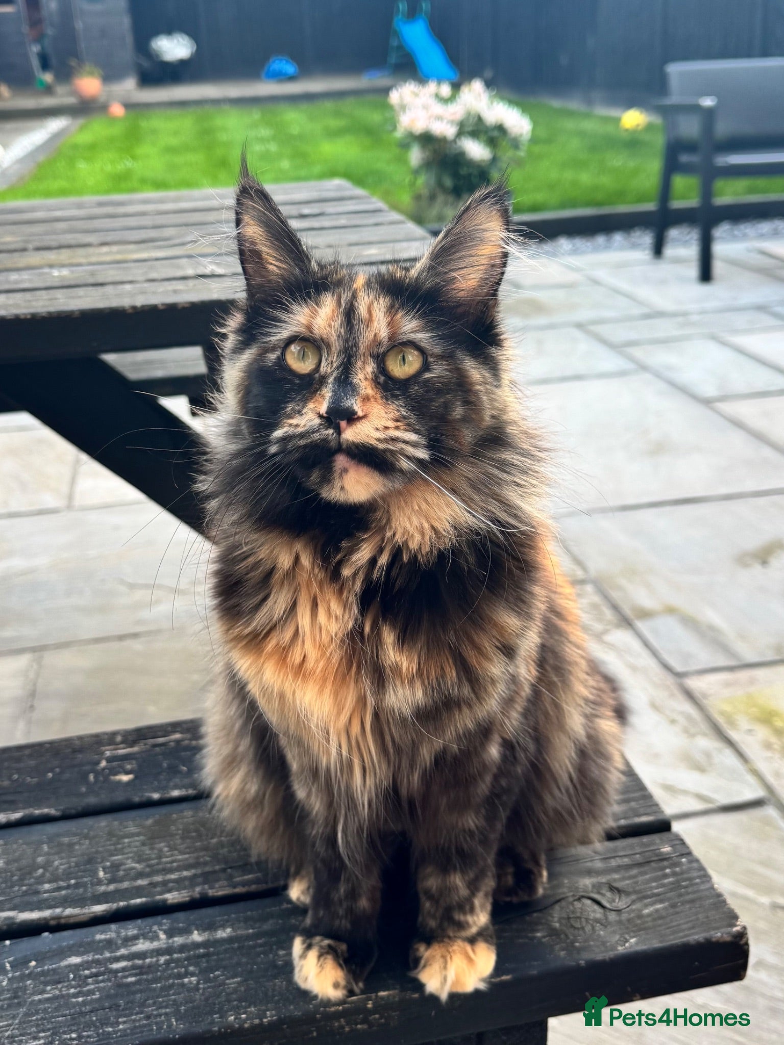 Maine Coon cats One Maine Coon Cross Girl Left – Ready to leave  - Advert 2