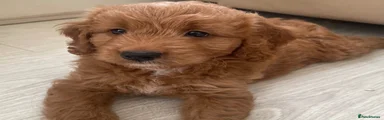 Mini Goldendoodle 1