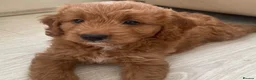 Mini Goldendoodle dogs for sale: Red Goldendoodle Female - Ready Now - Advert 4