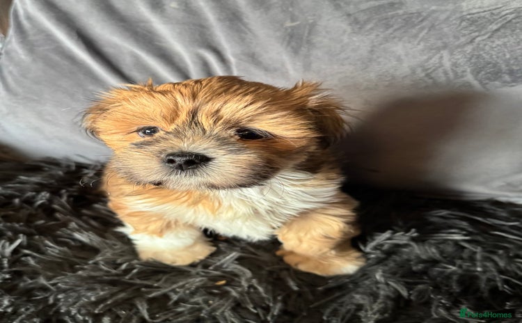 Lhasa Apso dogs - Advert 9