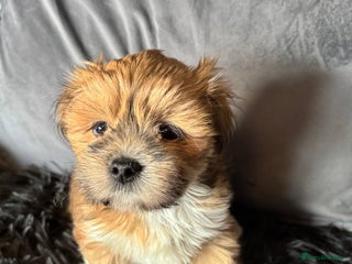 Lhasa Apso dogs - Advert 9