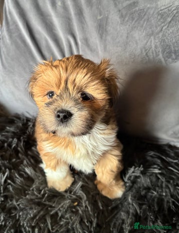 Lhasa Apso dogs - Advert 9