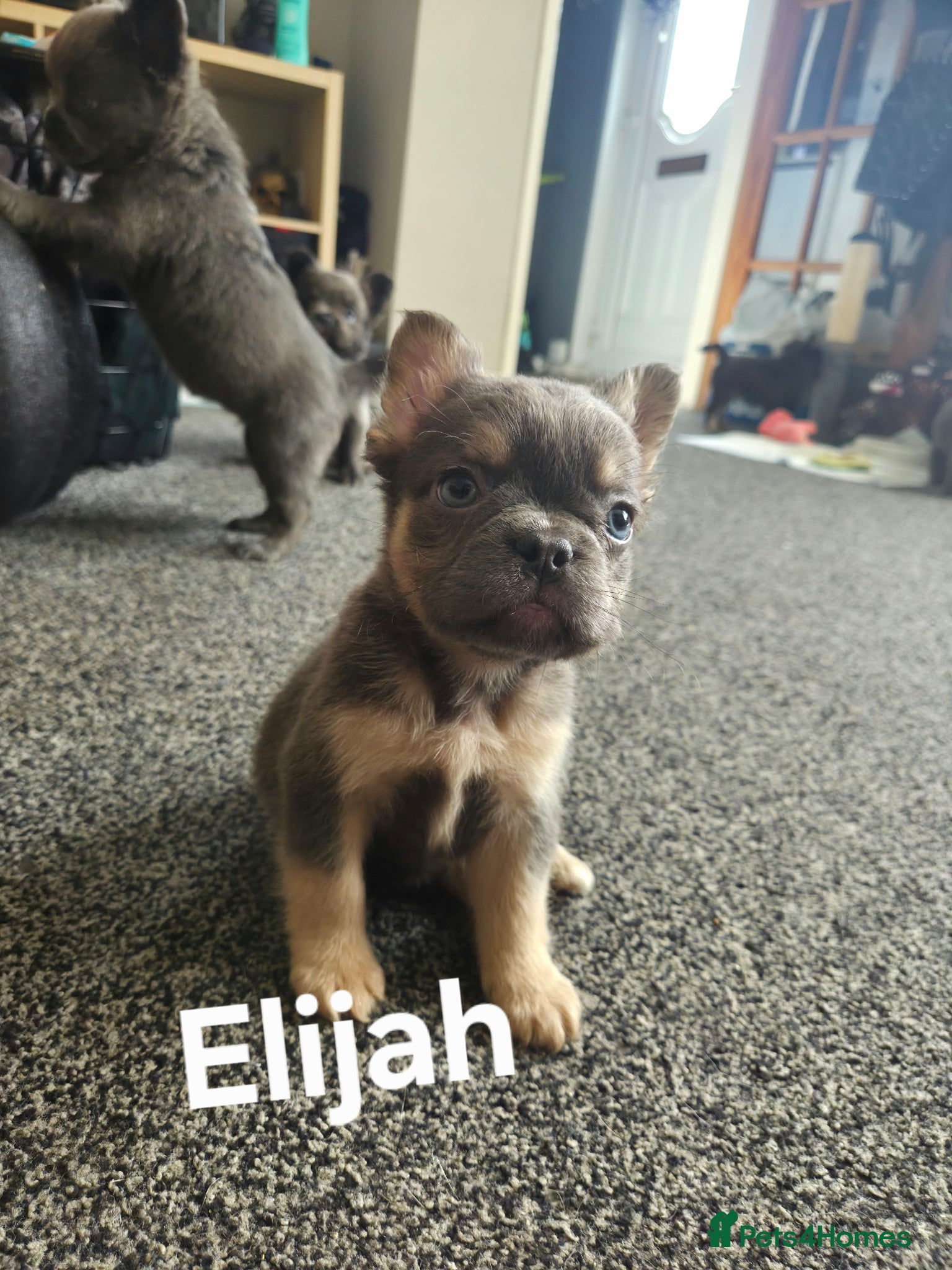 French Bulldog dogs Ready now!! Visual Fluffy French Bulldog puppies  - Advert 8