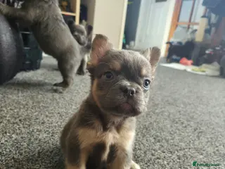 French Bulldog dogs Ready now!! Visual Fluffy French Bulldog puppies - Advert 8