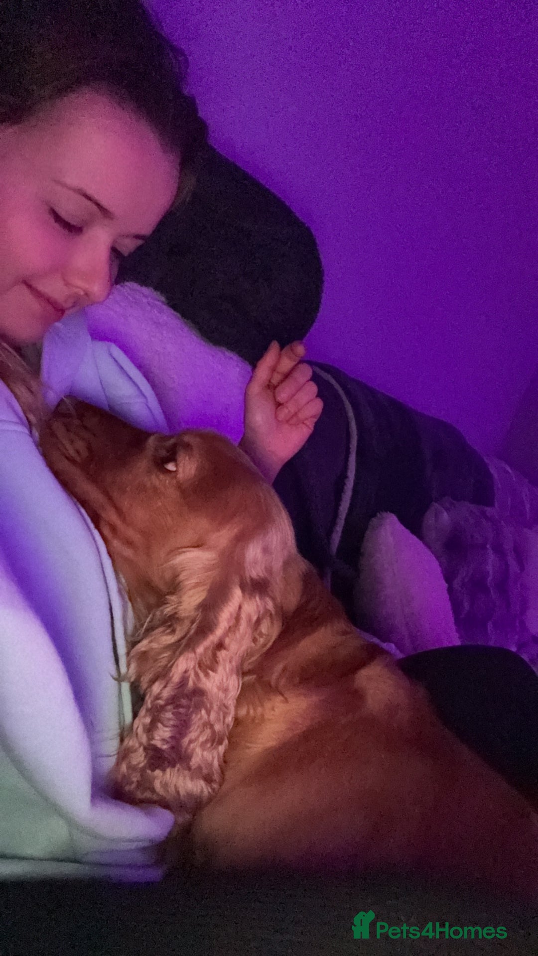 Cocker Spaniel dogs for sale: Meet Daisy – looking for her forever home❤️ - Advert 20