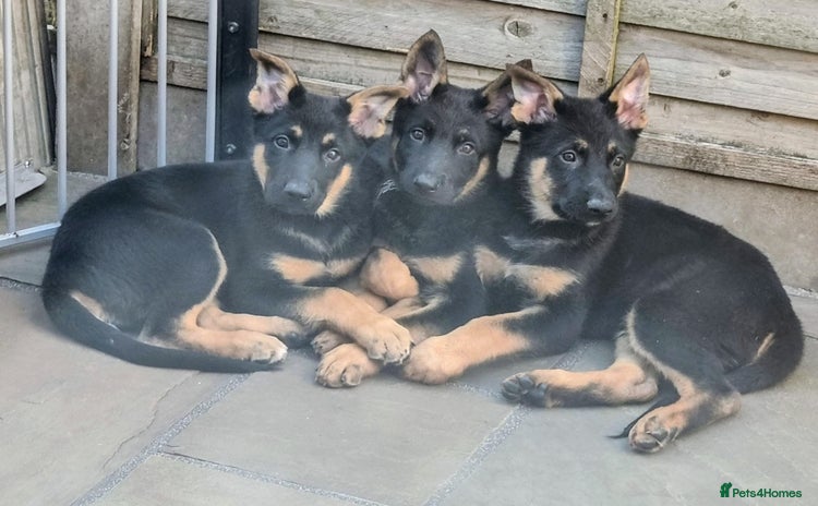 German Shepherd dogs - Advert 3