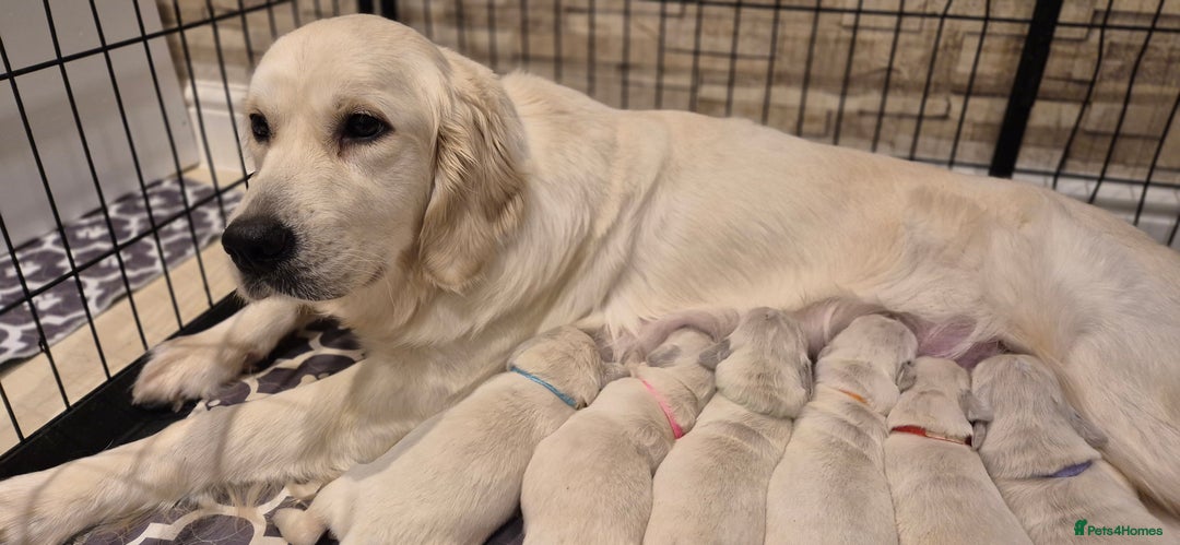 Golden Retriever dogs for sale: KC REGISTERED Golden Retriever puppies  - Advert 11
