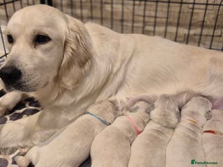 Golden Retriever dogs KC REGISTERED Golden Retriever puppies - Advert 3