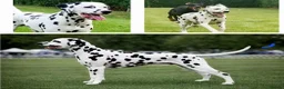 Dalmatian dogs for stud: Stunning LUA Dalmatian available for Stud  - Advert 4