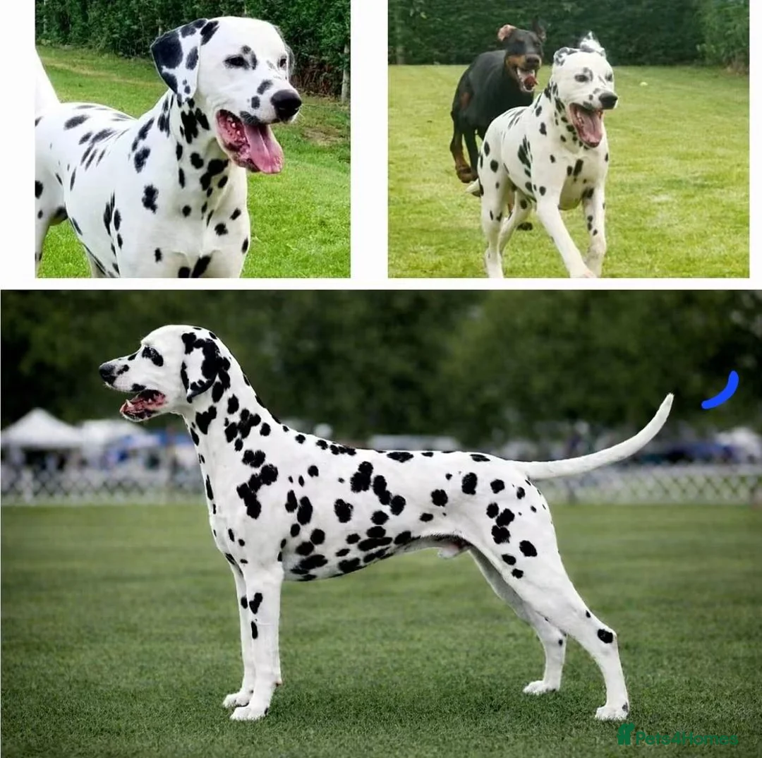 Dalmatian dogs for stud: Stunning LUA Dalmatian available for Stud  - Advert 4