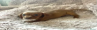 Dachshund 3