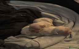 Mixed Breed dogs for sale: French bulldog X English bulldog  - Image 2