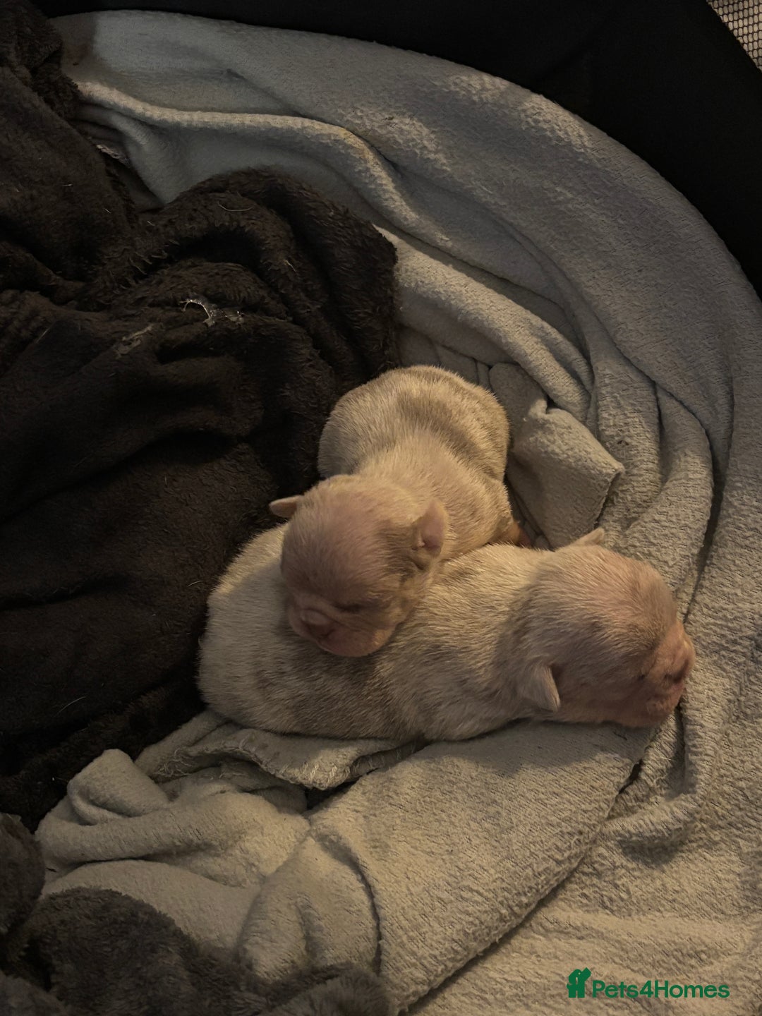Mixed Breed dogs for sale: French bulldog X English bulldog  - Image 2