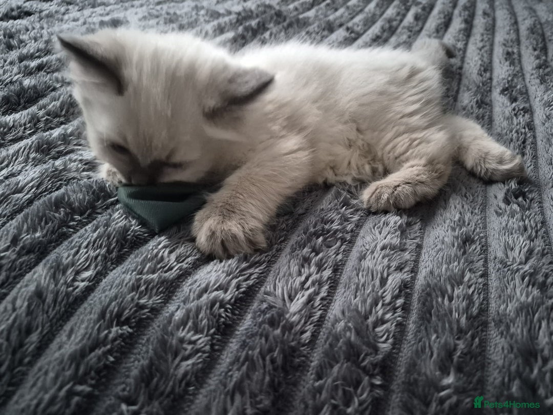 Ragdoll cats for sale: Adorable Ragdoll Kittens GCCF  Active registered  - Advert 17