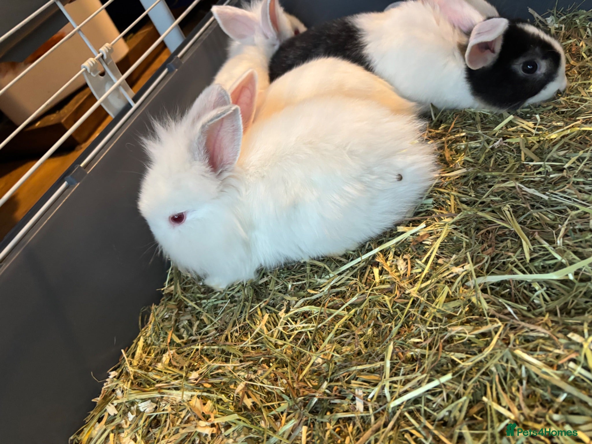 Mixed Breed rabbits Lion head x lops ready now  - Advert 1