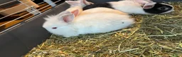 Mixed Breed rabbits for sale: Lion head x lops ready now  - Advert 1