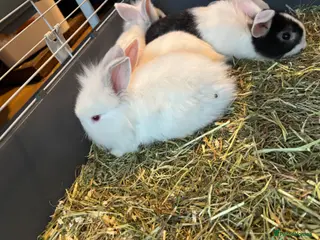 Mixed Breed rabbits Lion head x lops ready now - Advert 3