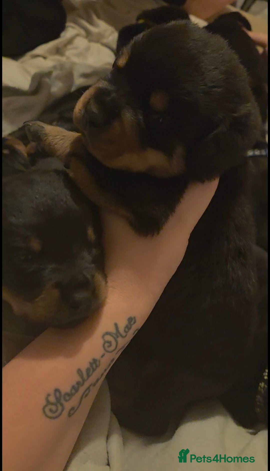 Rottweiler dogs for sale: Rottweiler puppies - Advert 8