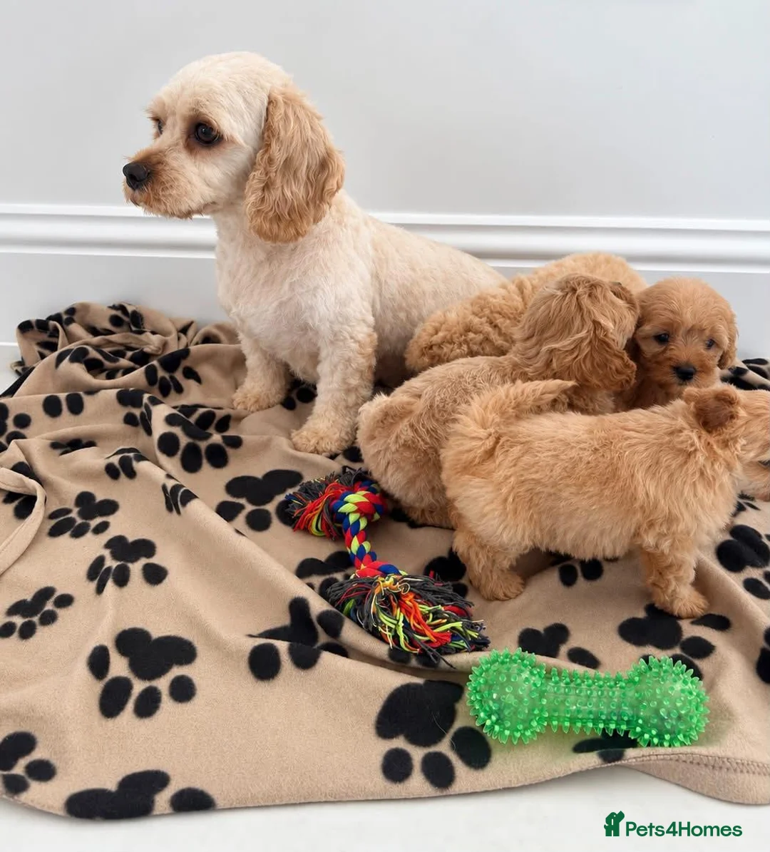 Poochon dogs for sale: Gorgeous Cavapoochon Puppies - Advert 8