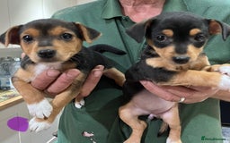 Jack Russell dogs for sale: Stunning tri coloured Jack Russell puppies - Image 4