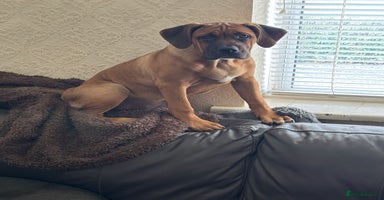 Cane Corso dogs - Advert 9