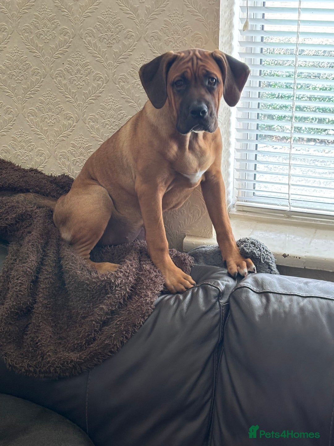 Cane Corso dogs for sale: Cane corso puppy - Image 2