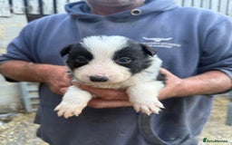 Border Collie dogs for sale: Border collie pups  - Image 8