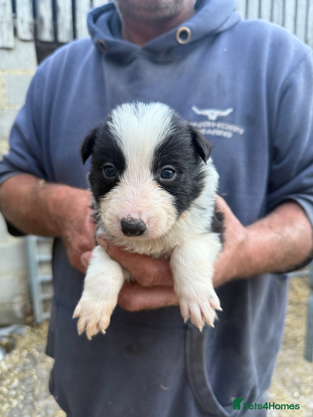 Border Collie dogs for sale: Border collie pups  - Image 8