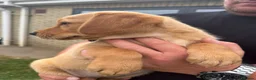 Goldador dogs for sale: Goldador puppies  - Advert 7
