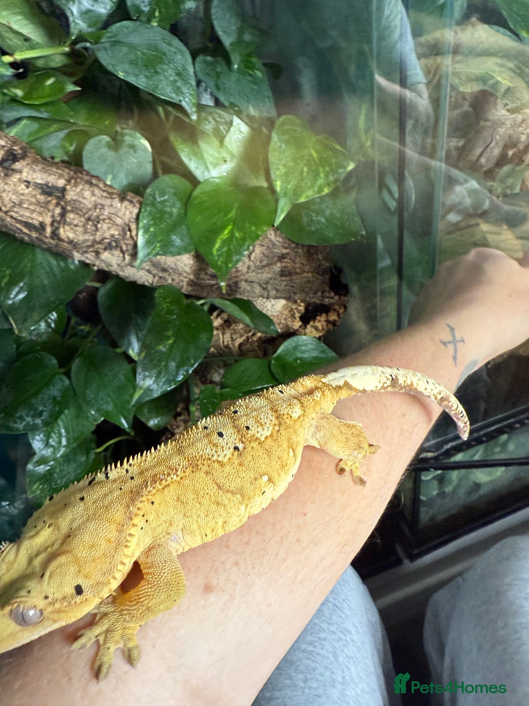 Gecko reptiles for sale: Male Crested Gecko Dalmatian with full setup - Image 7