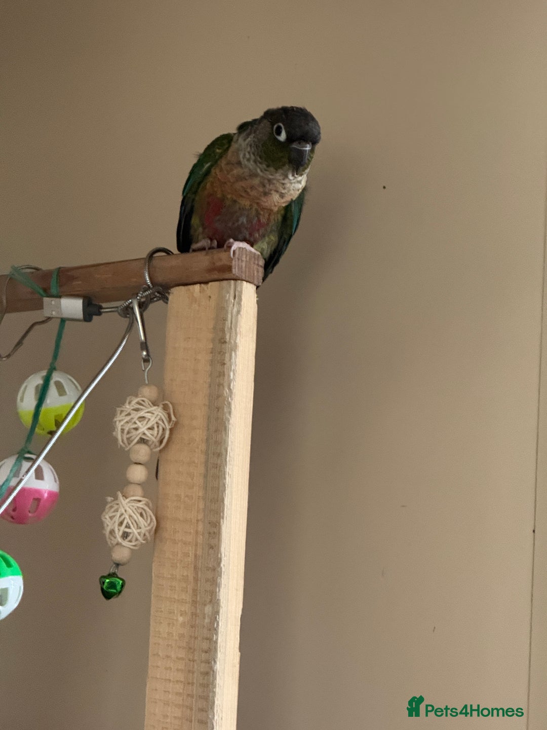 Conures birds for sale: Green cheek conures - Advert 5