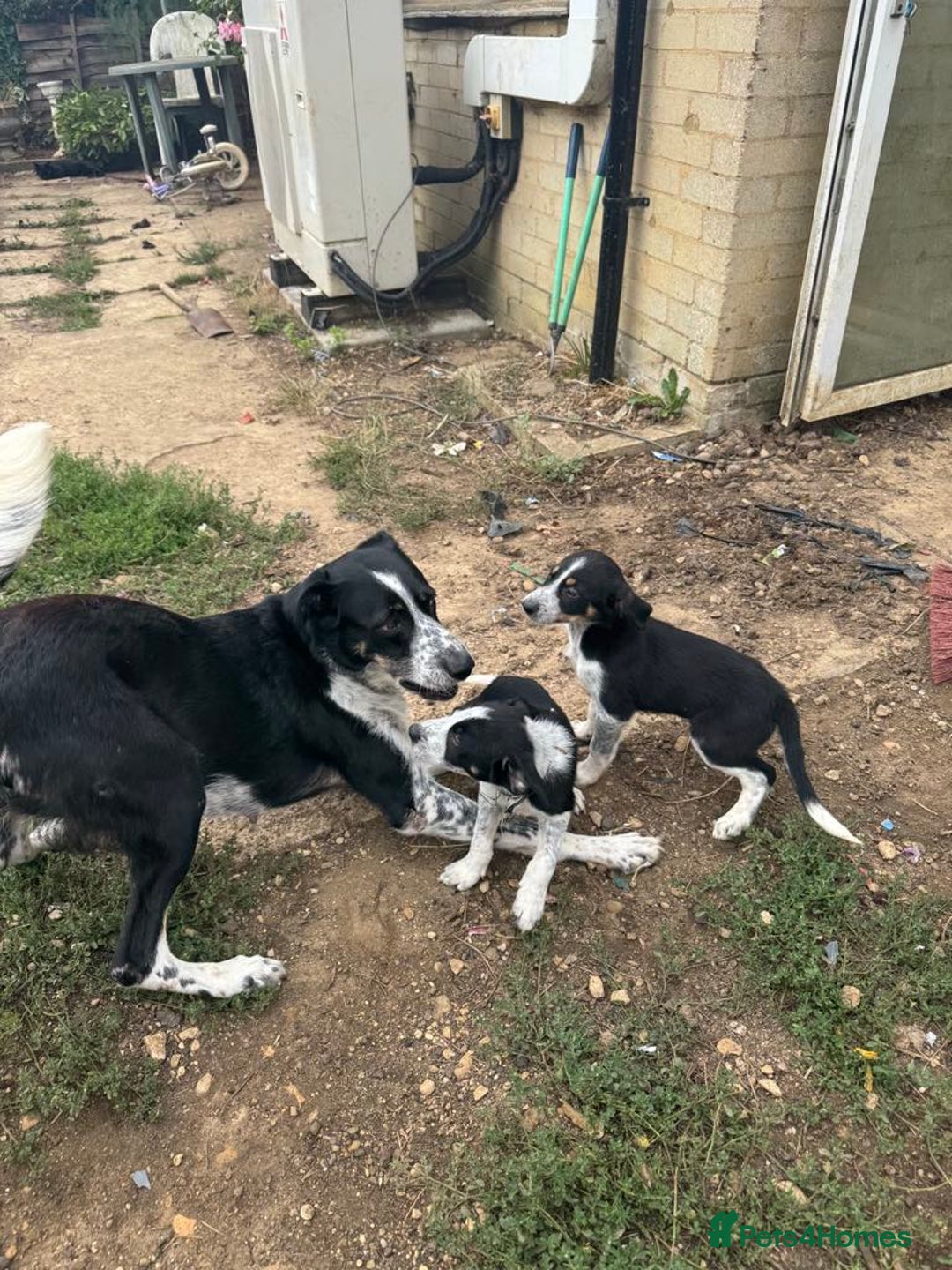 Bearded Collie dogs for sale: Border collies - Image 1