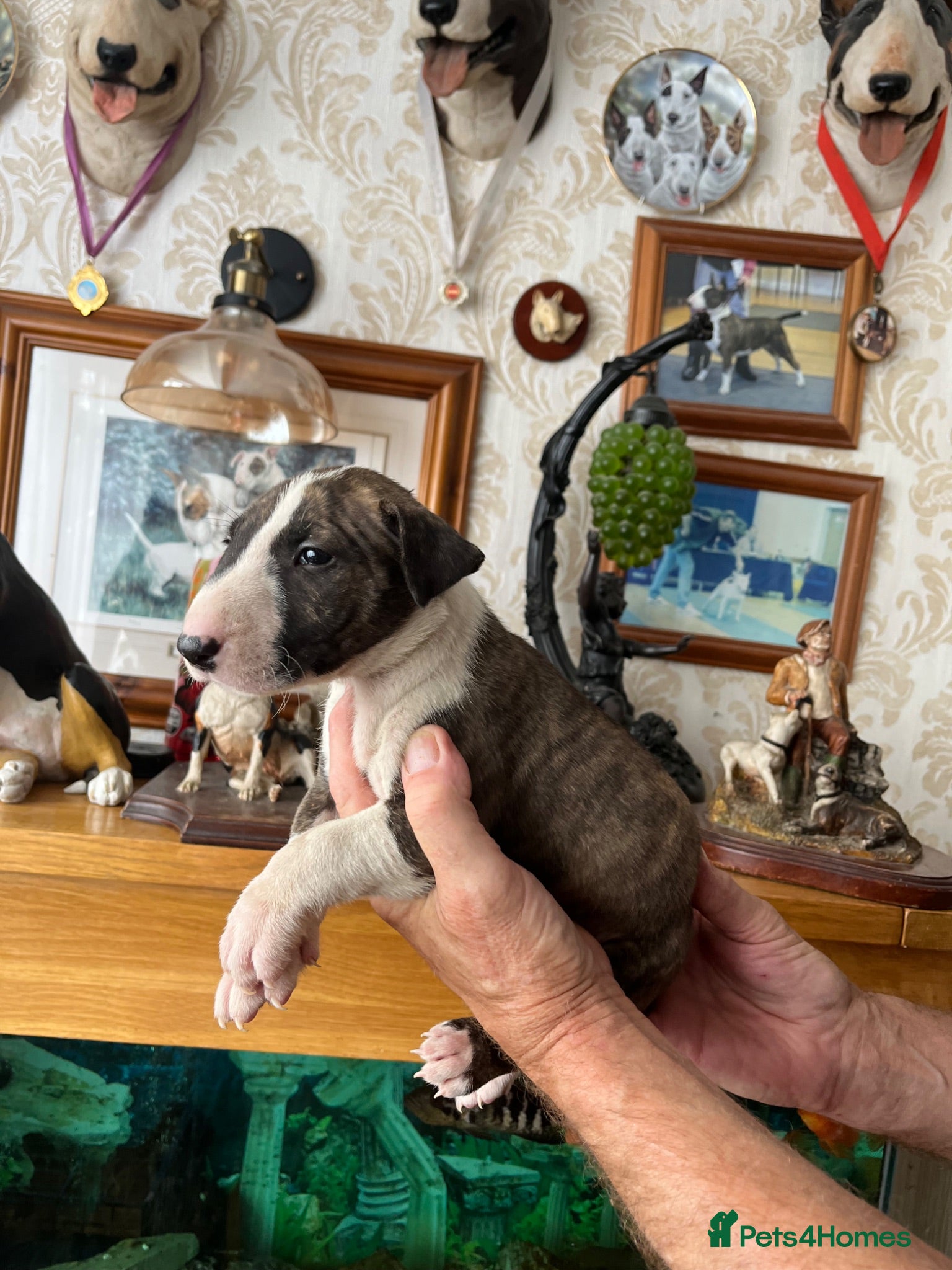 English Bull Terrier dogs English bull terrier puppies - Advert 1