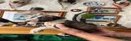 English Bull Terrier dogs for sale: English bull terrier puppies - Advert 7