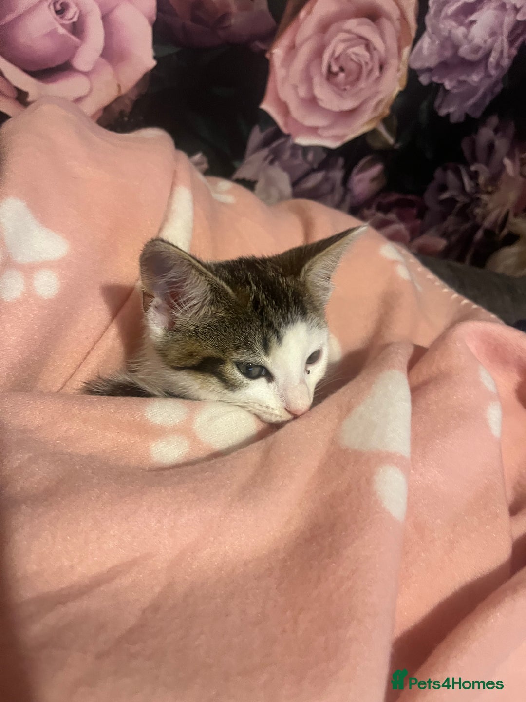Mixed Breed cats for sale: Gorgeous 3month old kitten  - Image 5