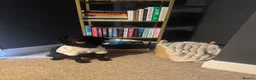 Mixed Breed dogs for sale: Rehoming my pomapoo - Advert 4